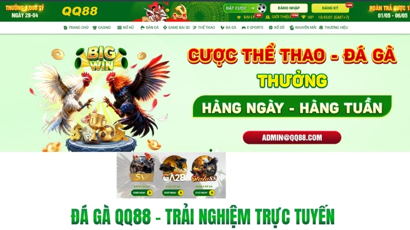 Đá Gà QQ88 – Trải Nghiệm Trực Tuyến Và Lưu Ý An Toàn - win593.lol